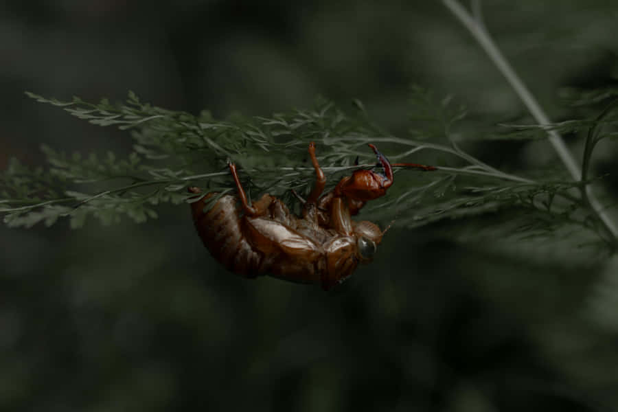 Cicada Exoskeleton Hanging Wallpaper
