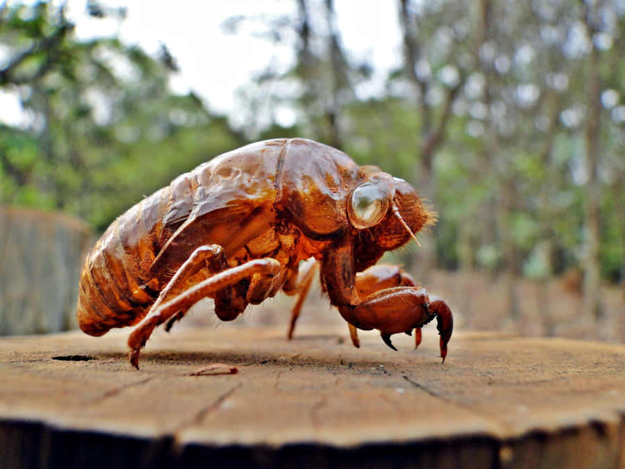 Cicada_ Exuviae_ Closeup Wallpaper