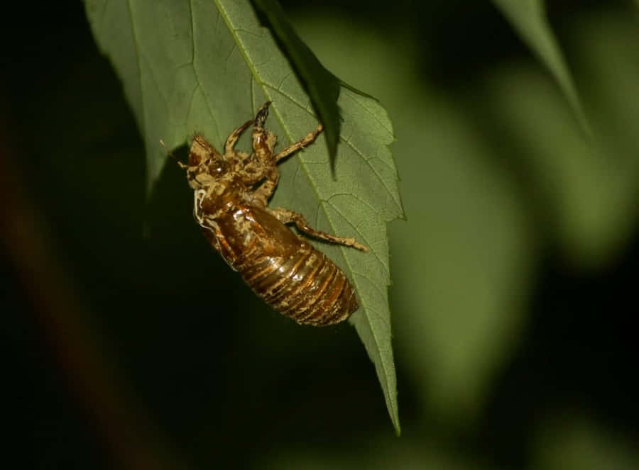 Cicada_ Exuviae_ On_ Leaf Wallpaper
