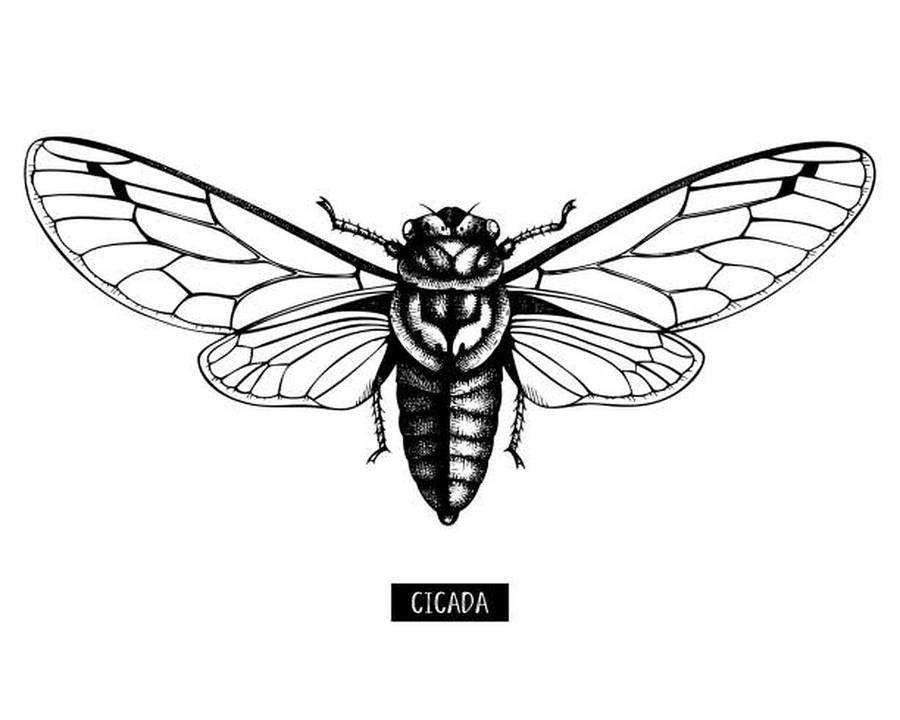 Cicada Insect Drawing Wallpaper