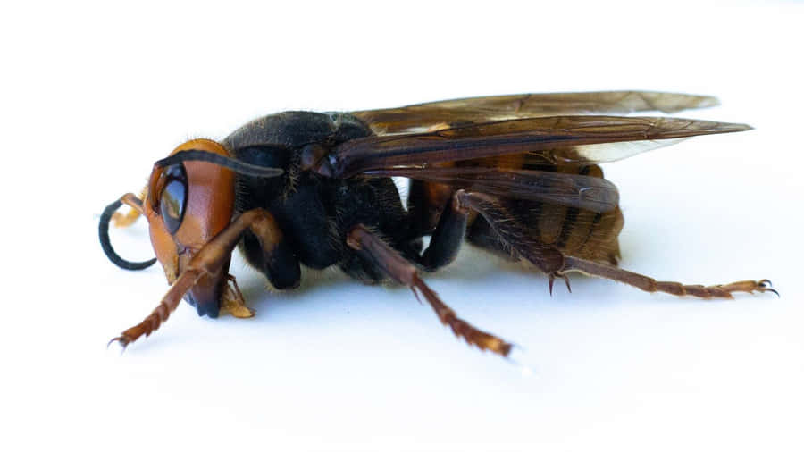 Cicada_ Killer_ Wasp_ Closeup Wallpaper