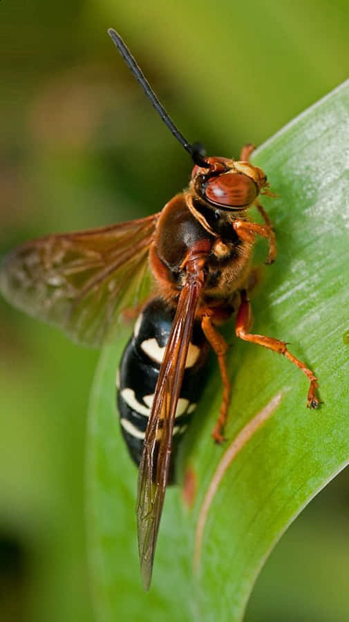 Cicada_ Killer_ Wasp_on_ Leaf.jpg Wallpaper