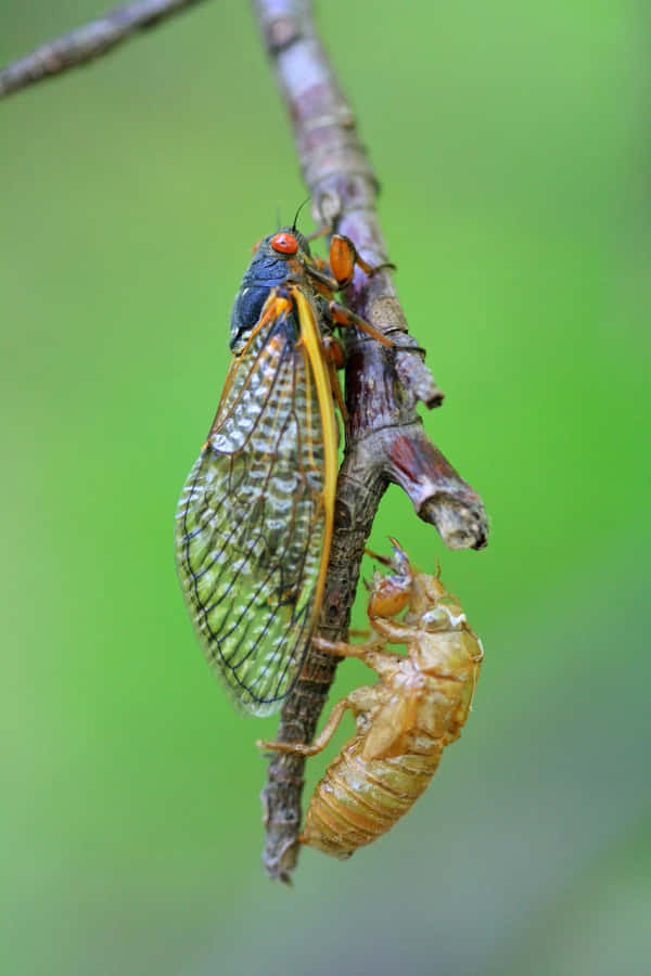 Cicada Post Molting Process Wallpaper