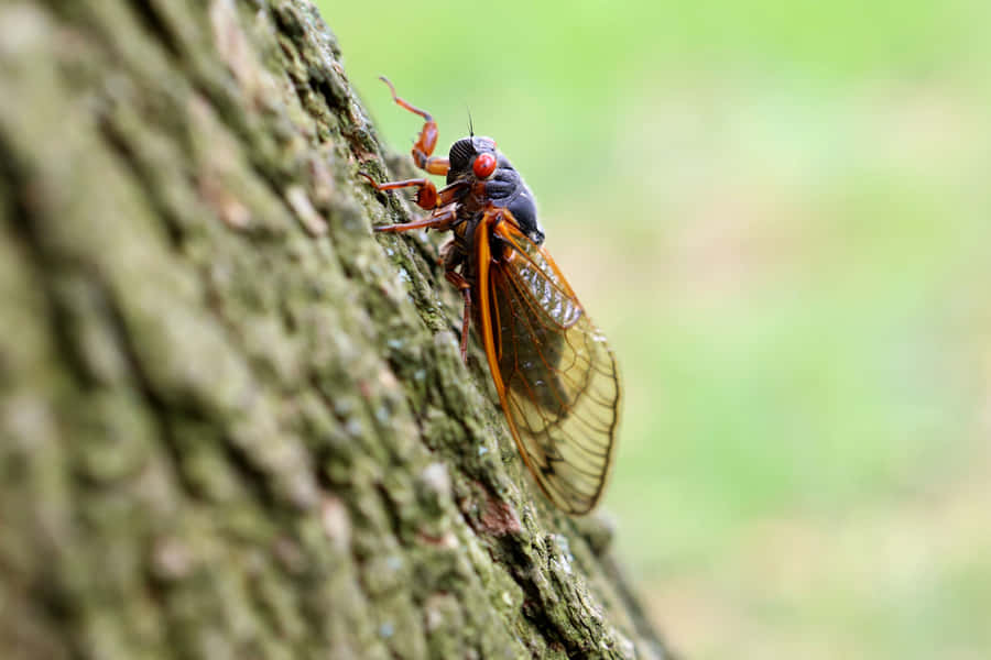 Cicadaon Tree Bark.jpg Wallpaper