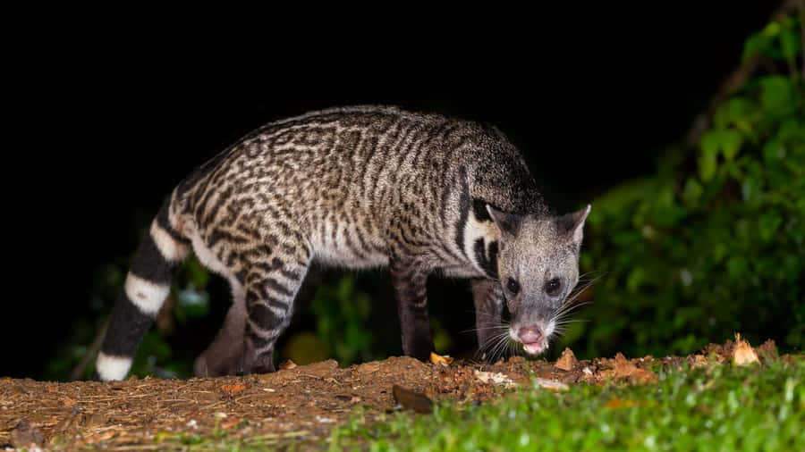 Civet Night Foraging.jpg Wallpaper