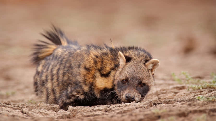 Civet Restingin Natural Habitat.jpg Wallpaper