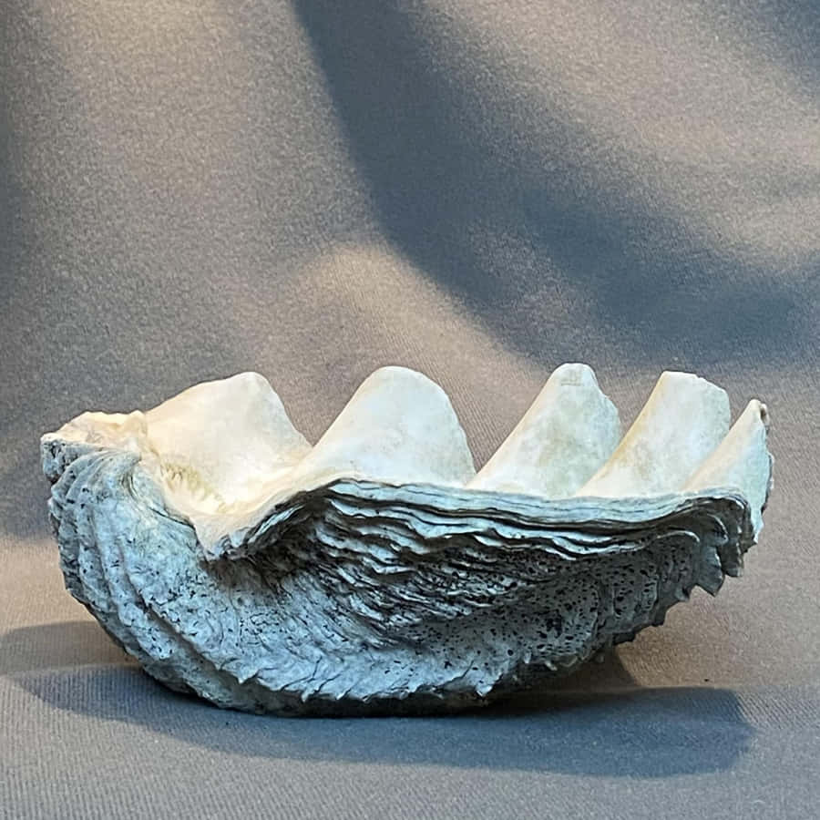 Clam Shell Purposes Nature's Sparkling Beauty Wallpaper