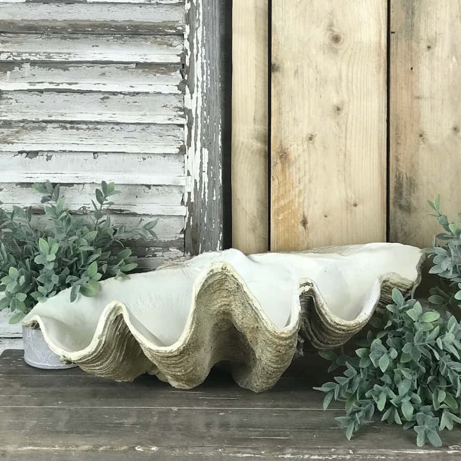 Clam Shell Resting On Beach Shore Wallpaper