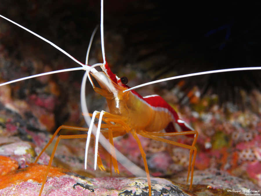 Cleaner_ Shrimp_on_ Coral_ Reef.jpg Wallpaper