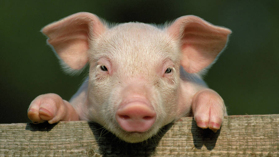Climbing Pig Close-up Wallpaper