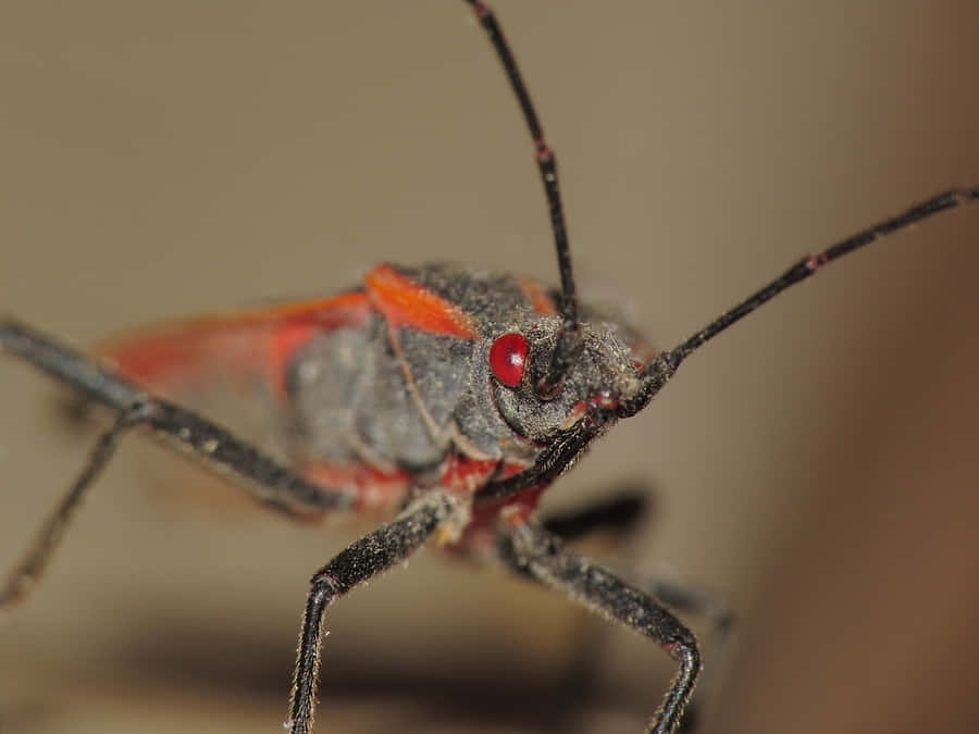 Close Up Boxelder Bug Wallpaper