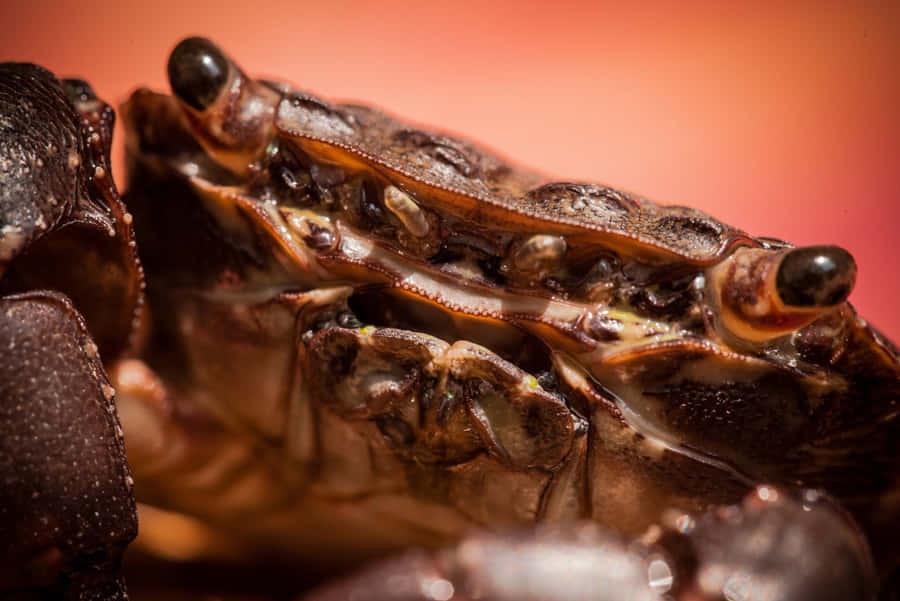 Close Up Brown Crab Wallpaper