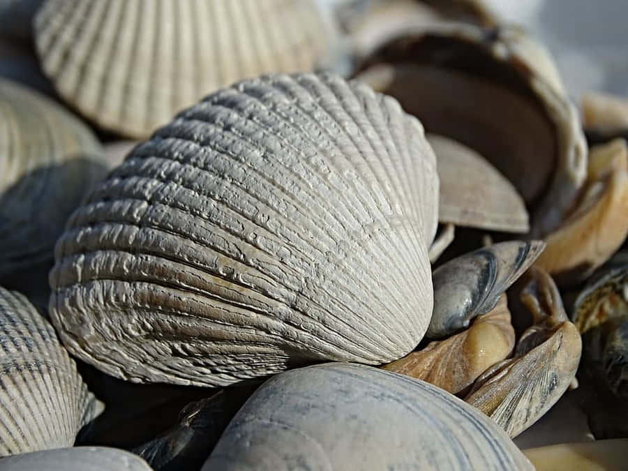 Close Up Cockle Shells Wallpaper