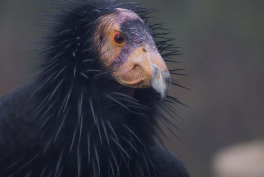 Close Up Condor Portrait Wallpaper