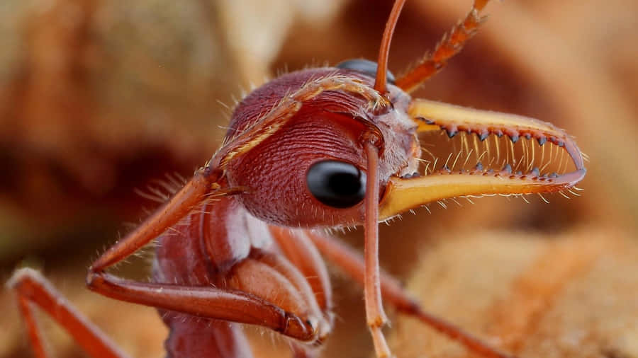 Close Up Fire Ant Portrait Wallpaper