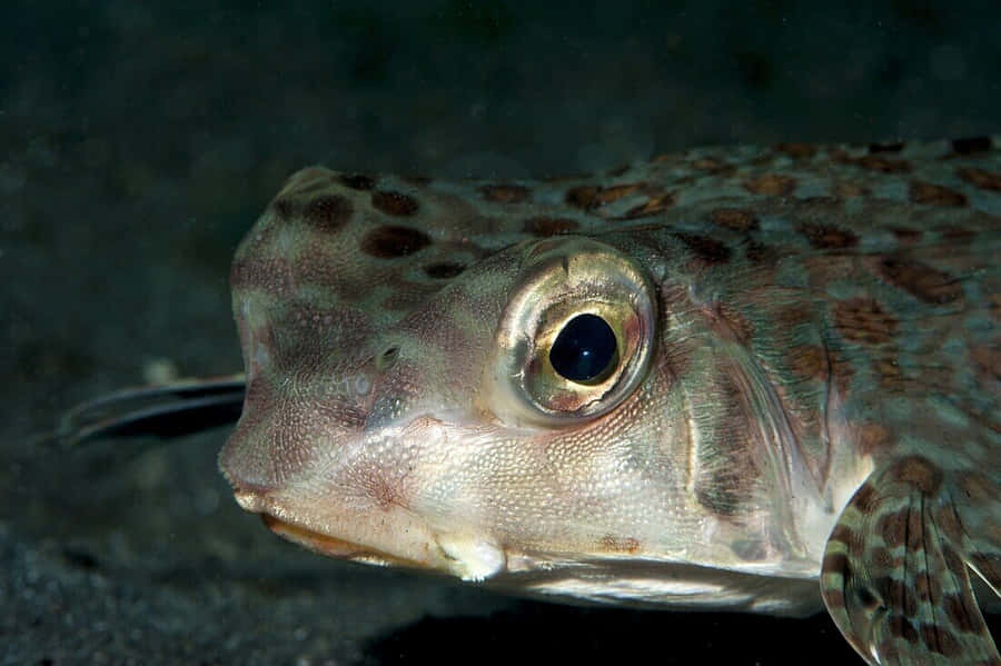 Close Up Flying Gurnard Fish Wallpaper