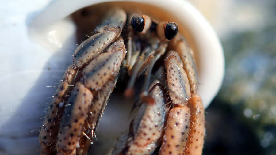 Close Up Hermit Crab Emerging Wallpaper