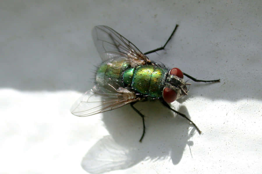 Close Up House Fly Wallpaper