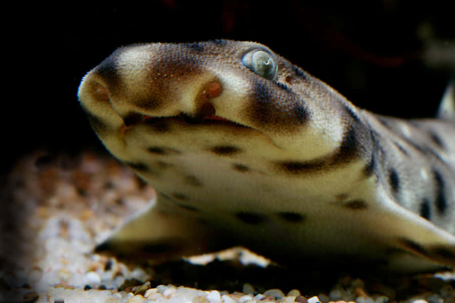 Close Up Leopard Shark Wallpaper