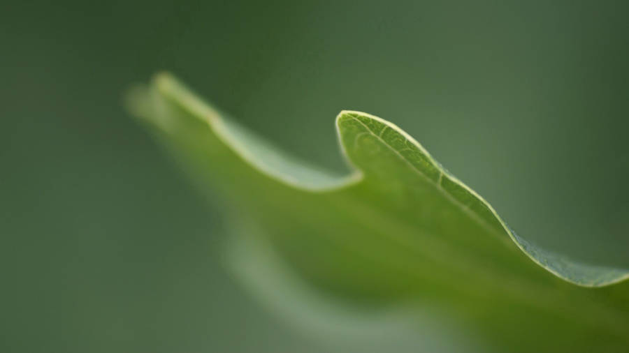 Close Up Look At A Blade Of Grass Wallpaper