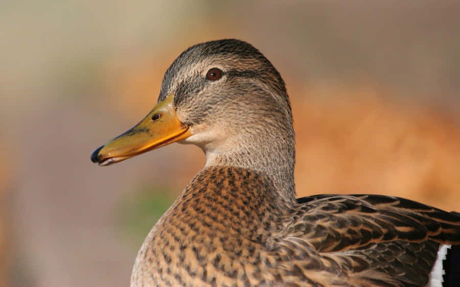 Close Up Mallard Duck Portrait Wallpaper