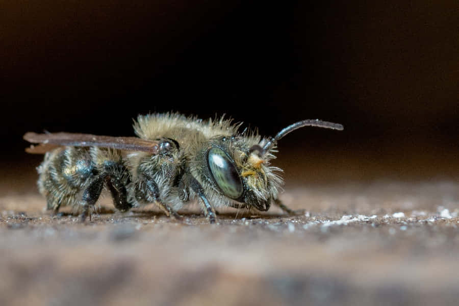 Close Up Mason Bee Wallpaper
