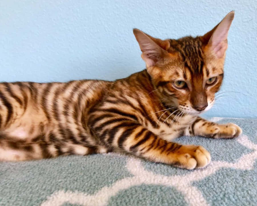 Close Up Of A Beautiful Toyger Cat Lounging On A Cozy Bed Wallpaper
