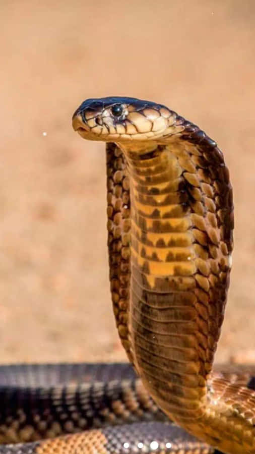 Close-up Of A Brown Snake In Its Natural Habitat Wallpaper
