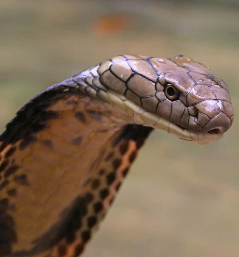 Close-up Of A Magnificent Brown Snake In Its Natural Habitat Wallpaper