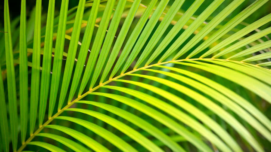 Close Up Of Palm Leaf Wallpaper