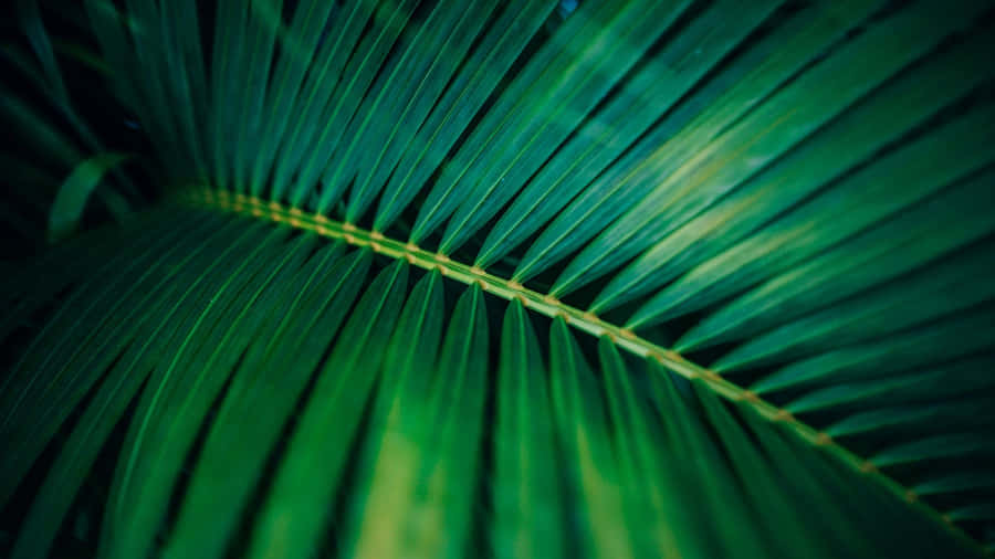 Close Up Of Palm Leaf Wallpaper