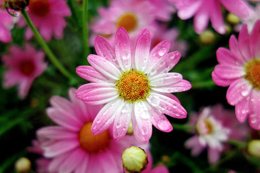 Close-up Of Pink Spring Daisy Iphone Wallpaper