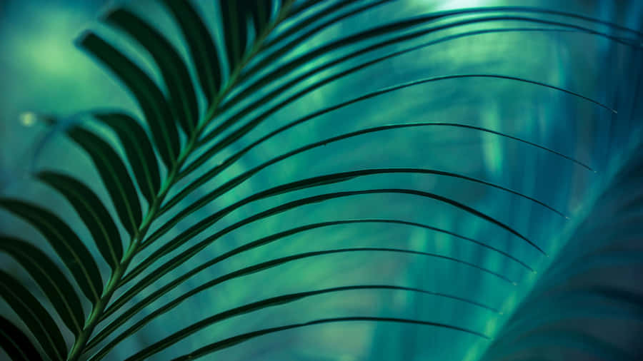 Close Up Palm Leaf Wallpaper