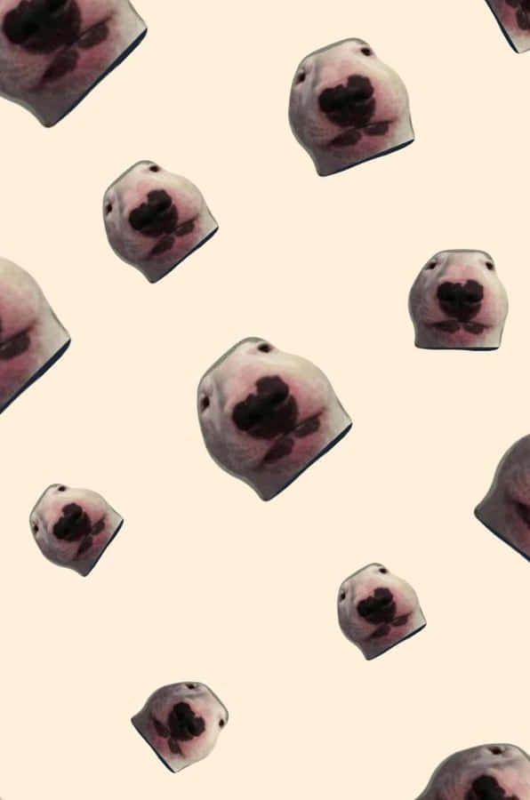 Close-up Portrait Of Walter The Internet-famous Dog Wallpaper