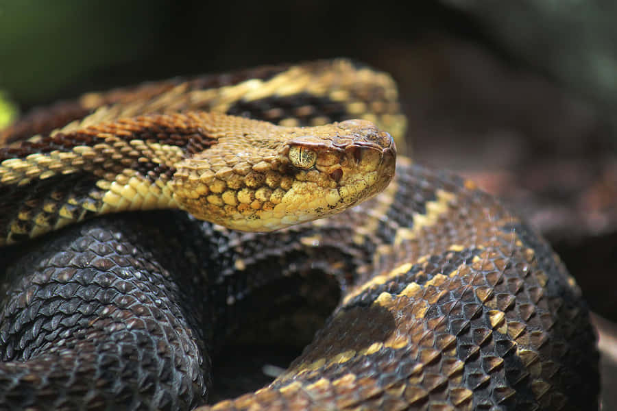 Close Up Rattlesnakein Nature.jpg Wallpaper