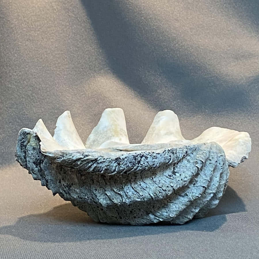 Close-up Shot Of A Large Clam Shell Wallpaper