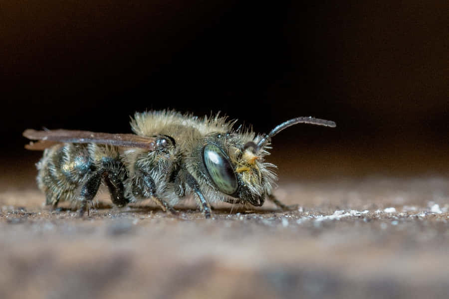 Close Up Solitary Bee Wallpaper