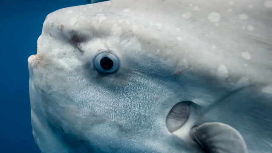 Close Up Sunfish Underwater.jpg Wallpaper