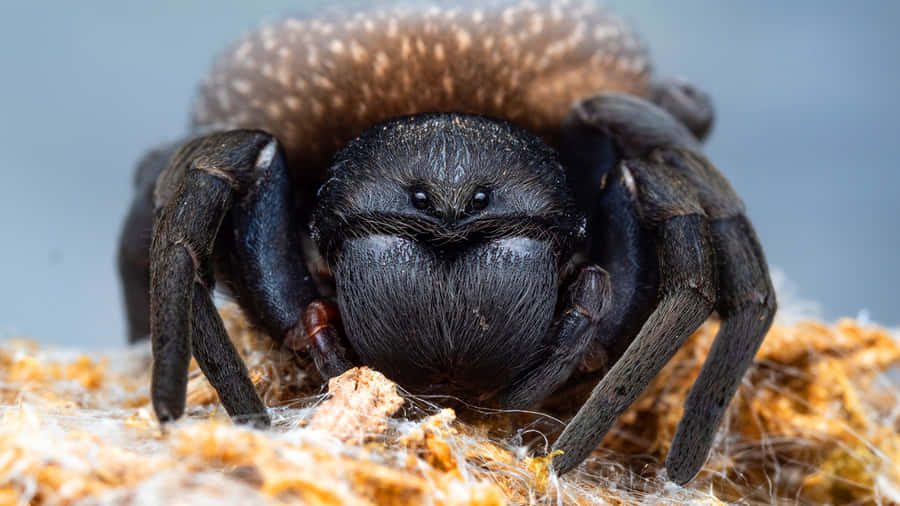 Close Up Tarantula Face Wallpaper