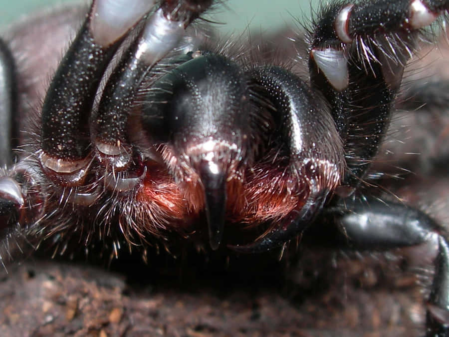 Close Up Tarantula Fangsand Hairs.jpg Wallpaper