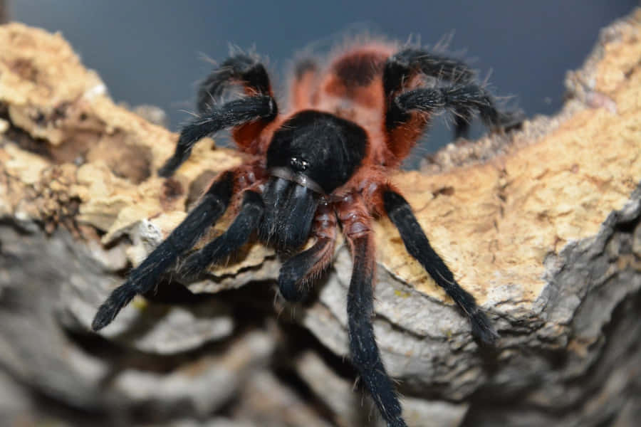 Close Up Tarantula On Log Wallpaper