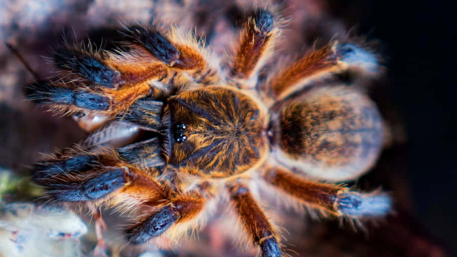 Close Up Tarantula Texture Wallpaper