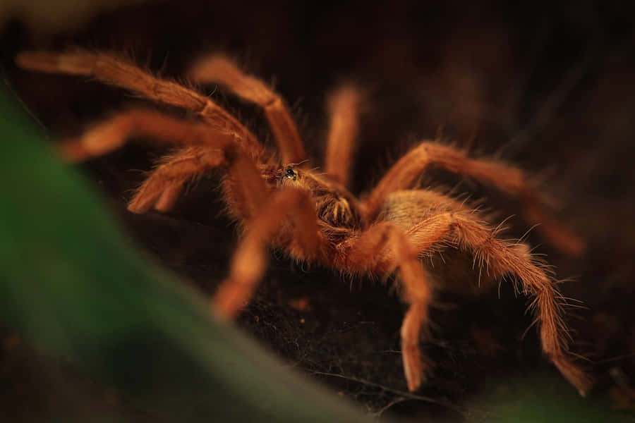 Close Up Tarantulain Natural Habitat.jpg Wallpaper