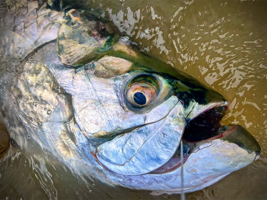 Close Up Tarpon Fish Wallpaper