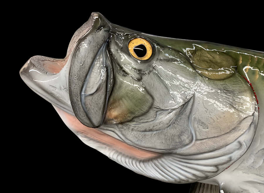 Close Up Tarpon Head Sculpture Wallpaper