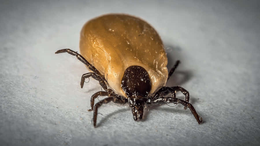 Close Up Tick Macro Photography Wallpaper