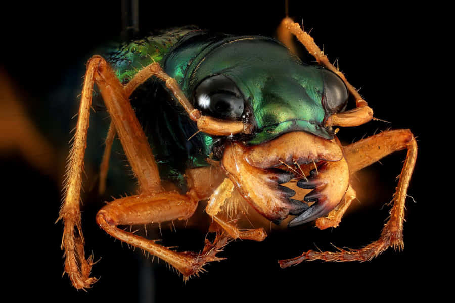 Close Up Tiger Beetle Wallpaper