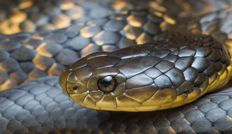 Close Up Tiger Snake Scales Wallpaper