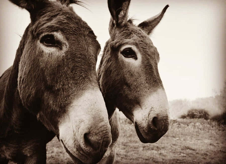 Close Up Two Donkeys Sepia Tone Wallpaper