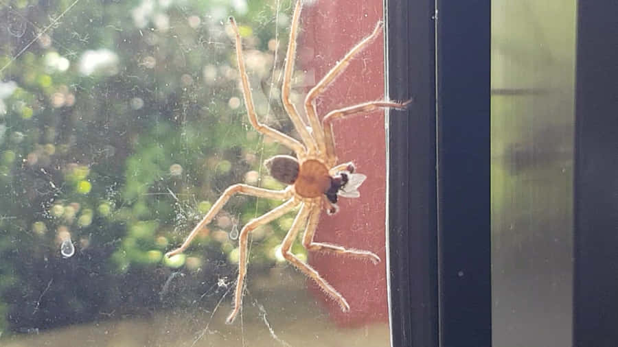 Close-up View Of A Brown Recluse Spider Wallpaper